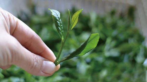 厳選された貴重な茶葉を使用